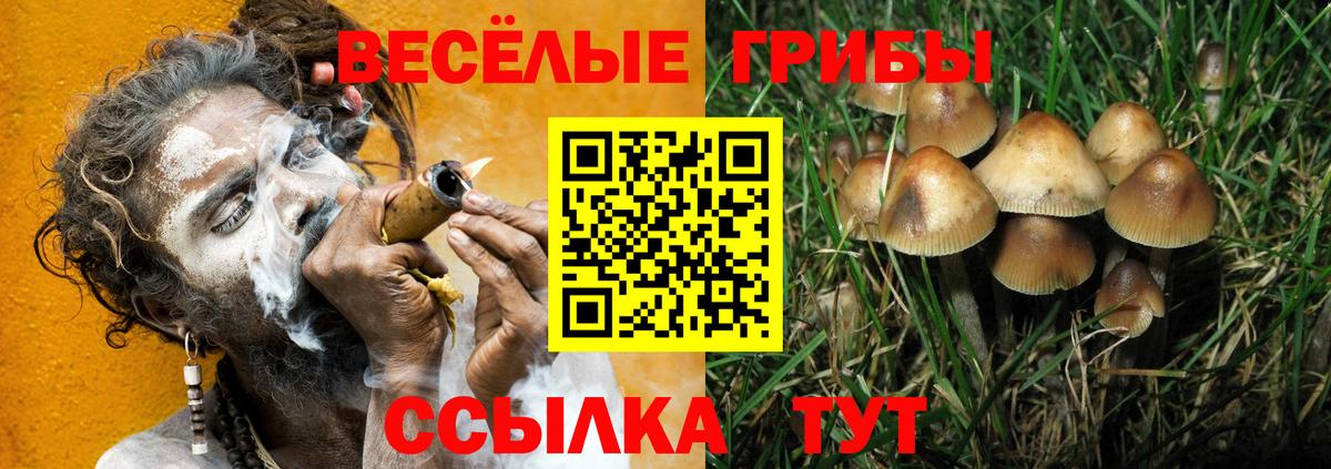 Псилоцибиновые грибы Psilocybe Благодарный
